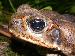 Bufo marinus