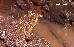 Bufo ictericus Bufo ictericus