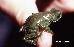 Melanophryniscus cambaraensis Melanophryniscus cambaraensis