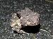 Bufo fowleri Bufo fowleri