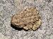 Bufo fowleri