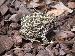 Bufo cognatus