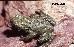 Melanophryniscus cambaraensis Melanophryniscus cambaraensis