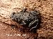 Melanophryniscus macrogranulosus Melanophryniscus macrogranulosus