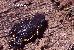 Melanophryniscus montevidensis Melanophryniscus montevidensis