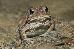 Bufo americanus charlesmithi