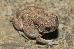 Bufo americanus charlesmithi