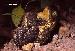Bufo ictericus Bufo ictericus