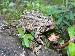 Bufo fowleri Bufo fowleri