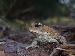 Bufo terrestris Bufo terrestris