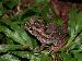 Bufo marinus