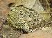 Bufo fowleri