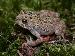 Bufo americanus americanus