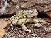 Bufo fowleri