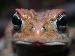 Bufo terrestris Bufo terrestris