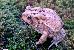 Bufo americanus