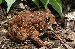 Bufo fowleri