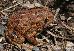 Bufo fowleri