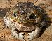 Bufo marinus