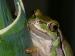 Hyla arborea arborea Hyla arborea arborea