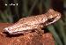 Hypsiboas caingua