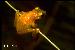 Scinax berthae Scinax berthae