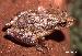 Scinax nasicus