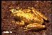 Scinax rizibilis Scinax rizibilis