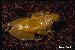 Scinax sp.