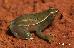Sphaenorhynchus surdus Sphaenorhynchus surdus
