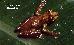 Scinax rizibilis Scinax rizibilis