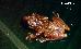 Scinax perereca POMBAL, HADDAD & KASAHARA, 1995
