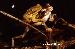Hypsiboas leptolineatus Hypsiboas leptolineatus