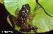 Pseudis minutus Pseudis minutus