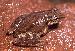 Scinax nasicus