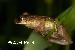 Scinax rizibilis Scinax rizibilis