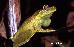 Hypsiboas albomarginatus Hypsiboas albomarginatus