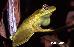 Hypsiboas albomarginatus (SPIX, 1824)