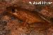 Scinax cf. alter II Scinax cf. alter II