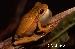 Hypsiboas leptolineatus Hypsiboas leptolineatus