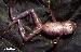 Scinax cf. berthae