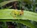 Hyla rufitela Hyla rufitela