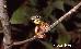 Phyllomedusa distincta Phyllomedusa distincta