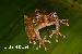 Scinax catharinae Scinax catharinae