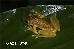 Scinax rizibilis Scinax rizibilis