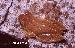 Dendropsophus minutus (PETERS, 1872) Dendropsophus minutus (PETERS, 1872)