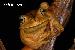 Hypsiboas faber Hypsiboas faber