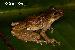 Scinax catharinae Scinax catharinae
