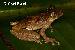 Scinax catharinae (BOULENGER, 1888) Scinax catharinae (BOULENGER, 1888)
