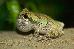 Hyla versicolor Hyla versicolor